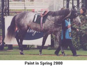 paintspring.jpg (14413 bytes)